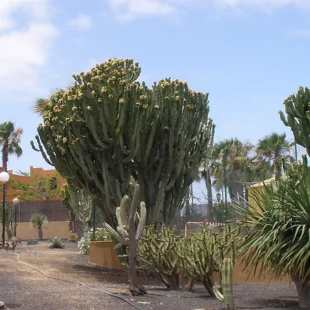 Oasis Dunas * 科拉雷侯