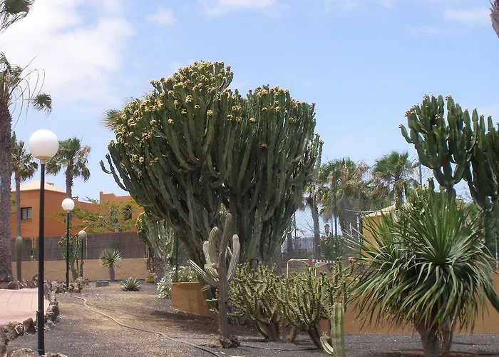 Oasis Dunas * コラレホ